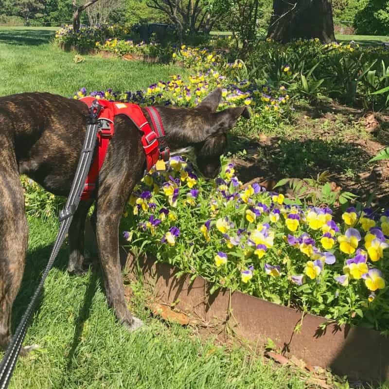 Brindle dog sniffing flowers at the pet friendly Gilcrease Museum in Tulsa, OK