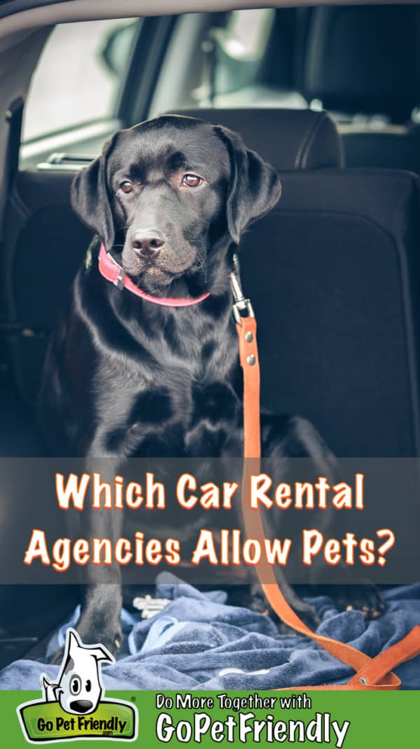 Black lab puppy in a pet friendly rental car