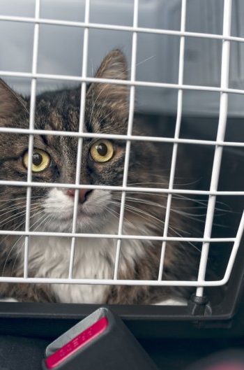 Tabby cat in a carrier in a pet friendly rental car