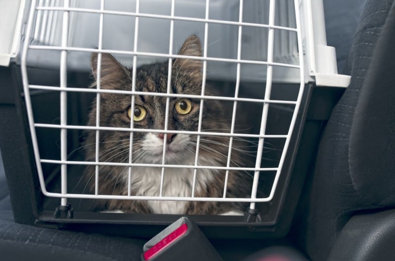 Tabby cat on a pet-friendly car rental carrier