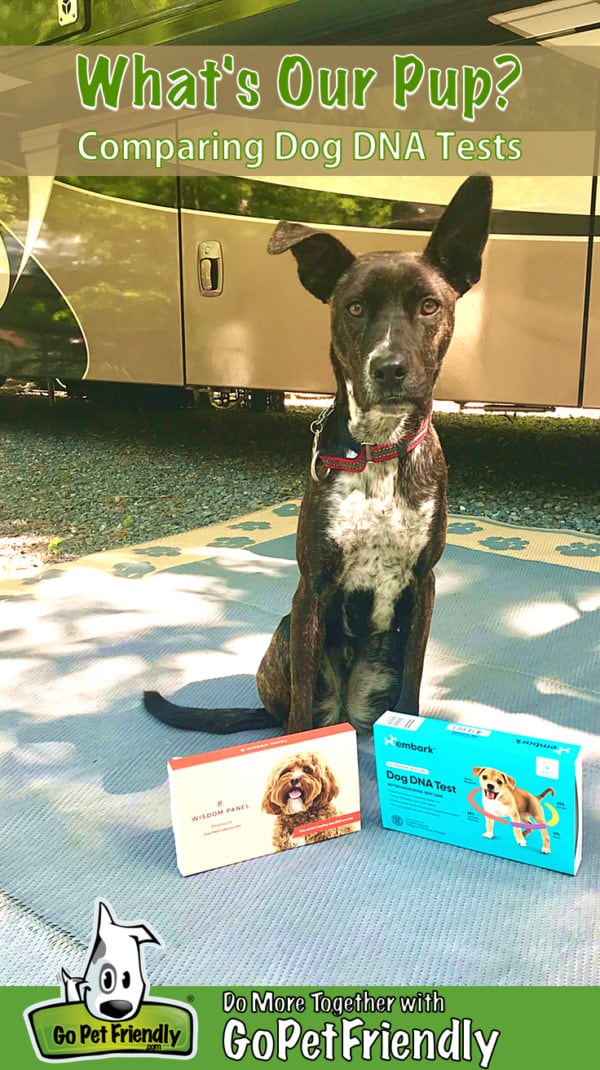 Brindle dog sitting on a blue mat with two dog DNA tests