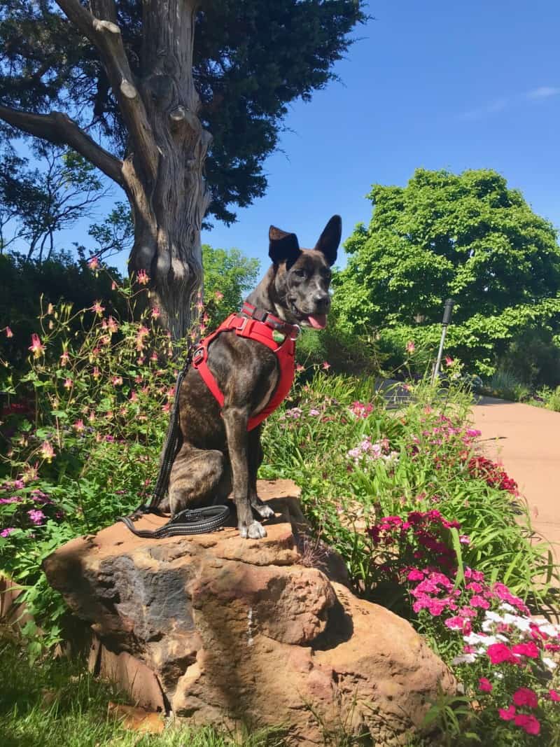 A dog sitting on a rock in the gardens of the pet-friendly Gilcrease Museum in Tulsa, Oklahoma