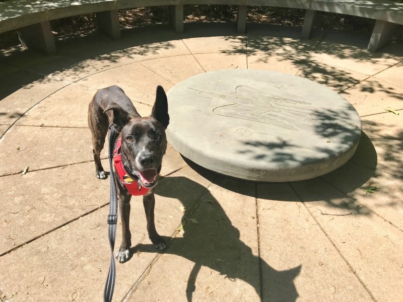 Brindle dog beside a sculpture at the pet friendly Gilcrease Museum in Tulsa, OK