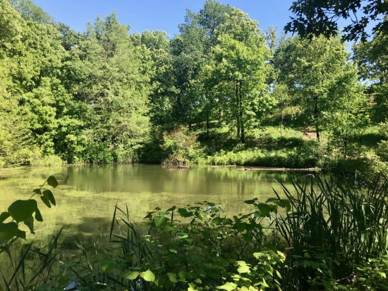 Turtles in a pond at Stuart Park in Tulsa, OK