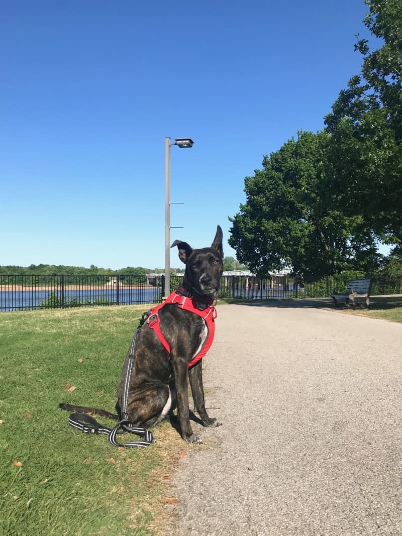 Brindle dog in a red harness on the pet friendly trail in River Parks in Tulsa, OK