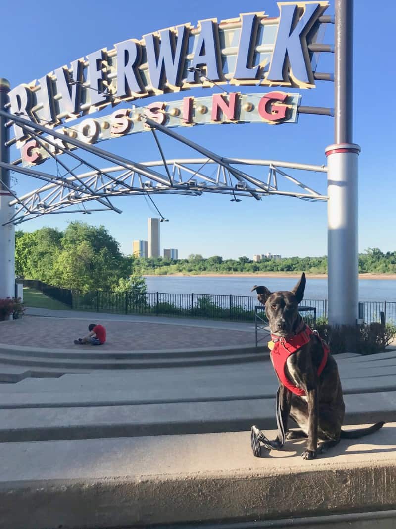 Brindle dog in red harness in front of RiverWalk Crossing sign in Tulsa, OK