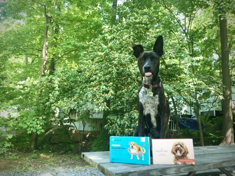 Brindle dog sitting on a picnic table with two dog DNA tests comparing the test results from Embark and Wisdom Panel