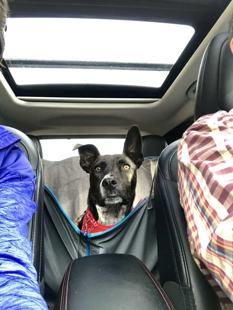 Brindle dog in a red bandana in the back seat of a car