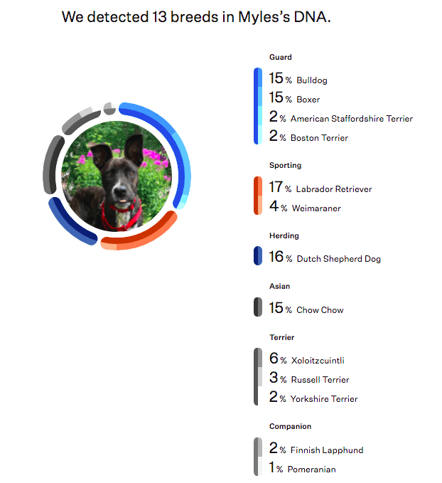 Wisdom Panel Dog DNA Test results for Myles