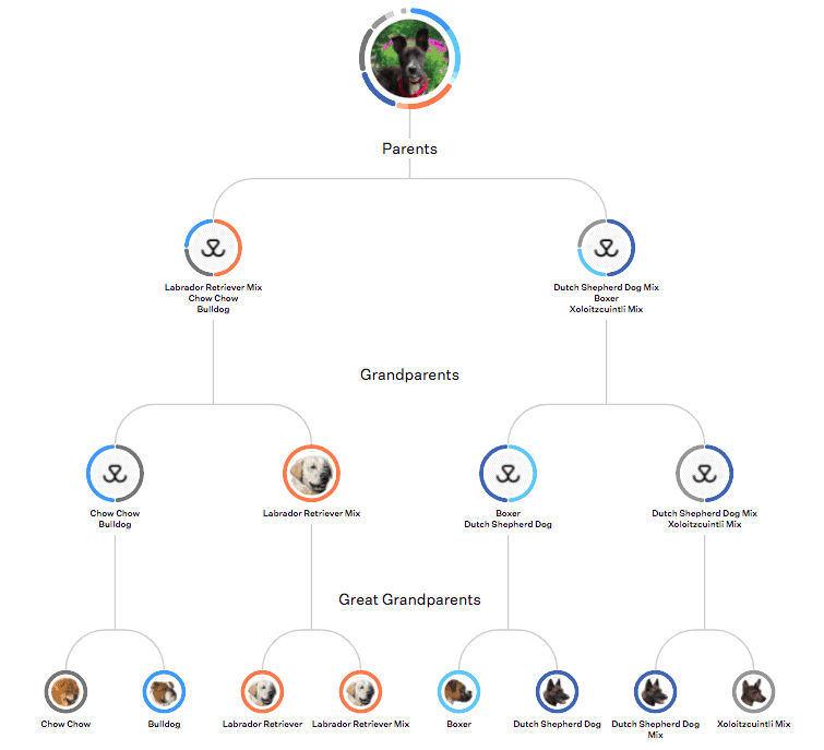 Wisdom Panel Dog DNA Test Family Tree for Myles