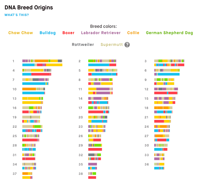 Embark DNA Breed Origins for Myles