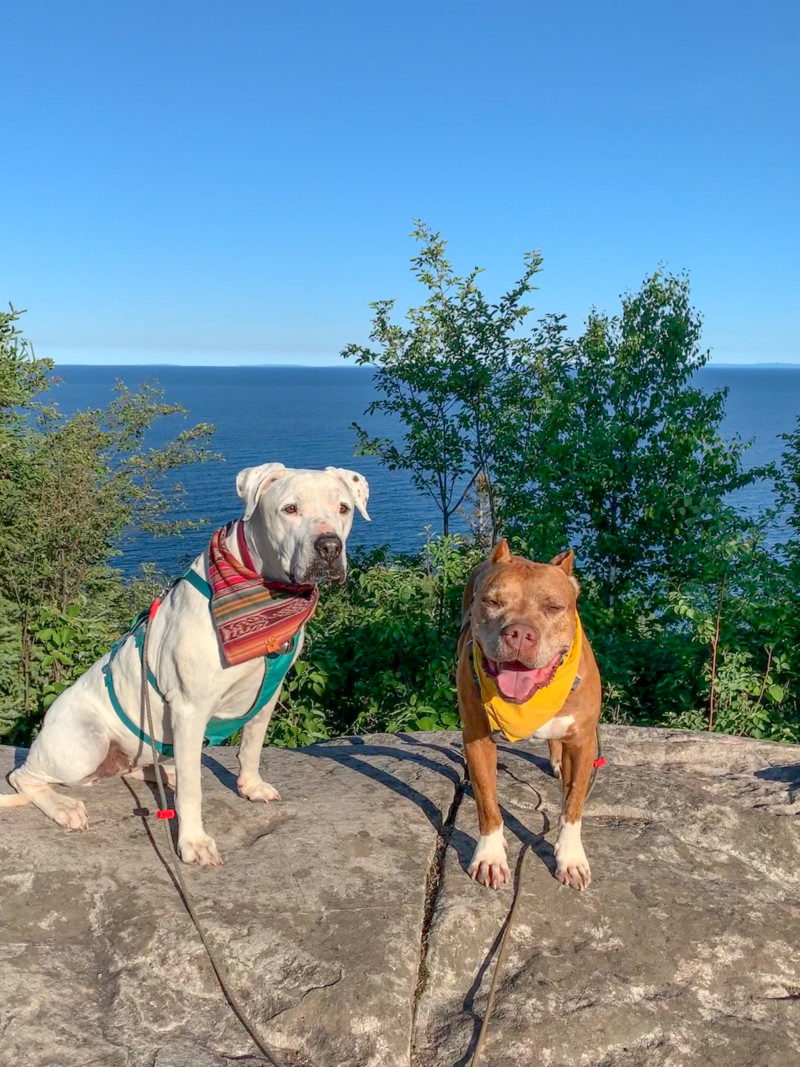 A white dog and a brown dog sitting on a rock surrounded by trees with a view of Lake Superior behind them at Split Rock Lighthouse State Park.