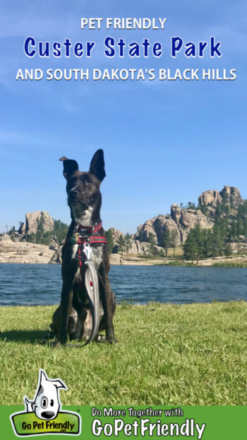 Brindle dog sitting in the grass at Sylvan Lake in pet friendly Custer State Park in South Dakota