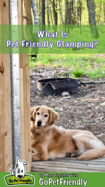 Golden Retriever on the porch on a pet friendly glamping trip