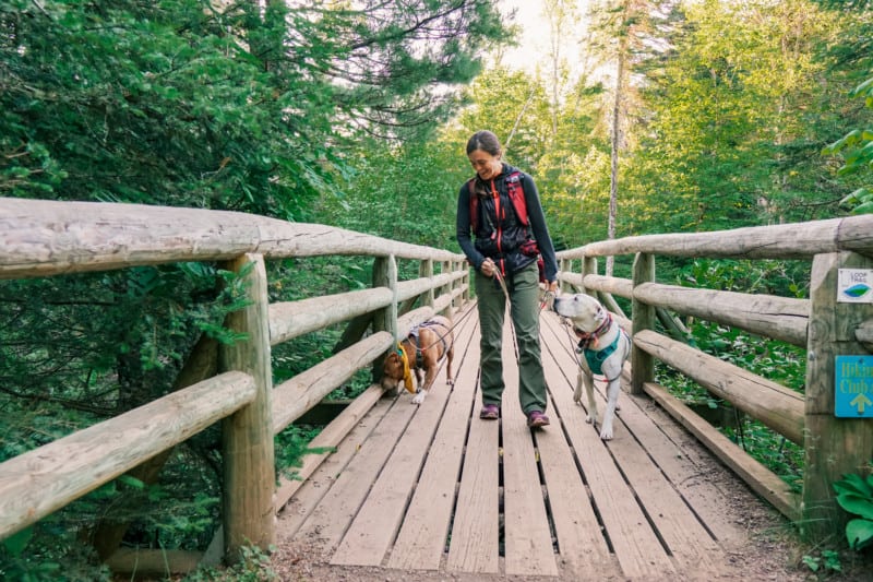 A brown dog, a woman, and a white dog cross a wooden bridge in a forest in Cascade River State Park on the North Shore in Minnesota