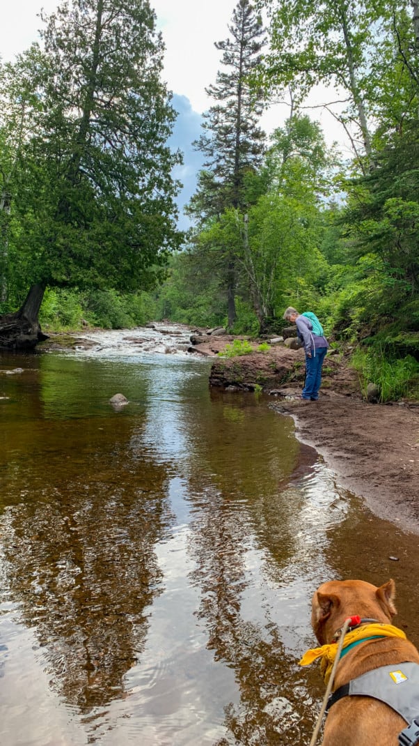 A brown dog looks out over a calm river and a woman is in the background along with many trees at Caribou Falls State Wayside on the North Shore in Minnesota.