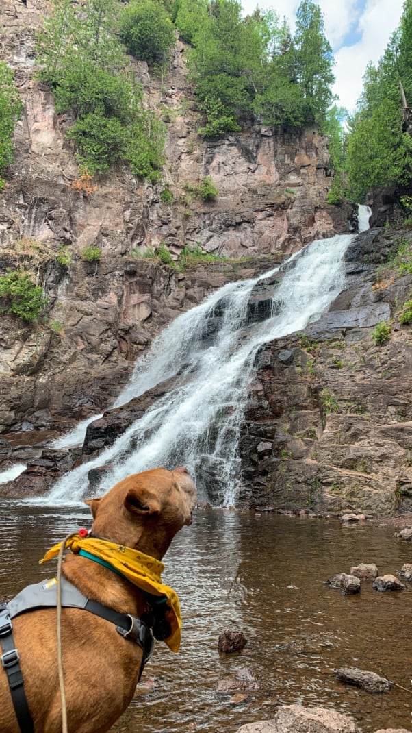 A handsome brown dog admires a waterfall at Caribou Falls State Wayside on the North Shore in Minnesota.