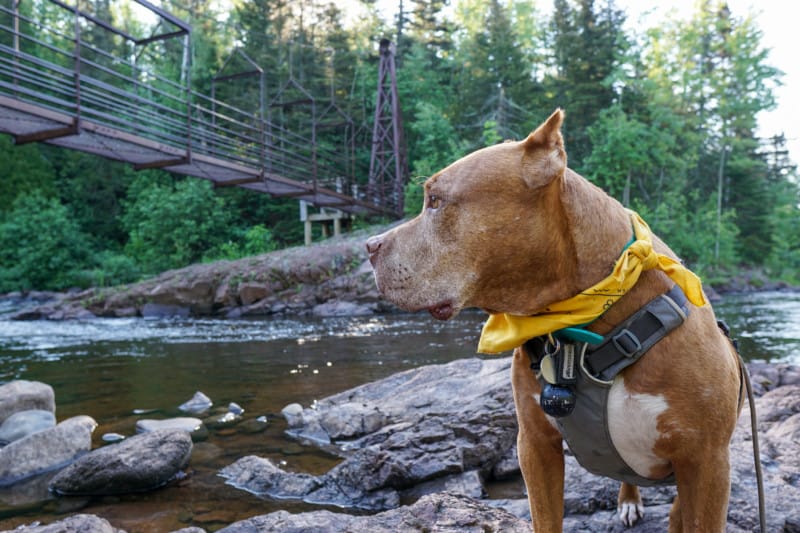 A brown dog is standing along a river back in front of a hanging bridge with pine trees in the background at Tettegouche State Park on the North Shore in Minnesota