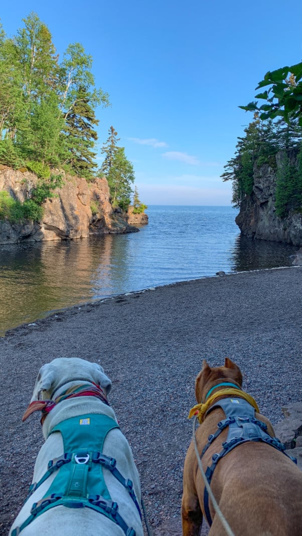 A white dog and a brown dog in front of the mouth of a river flanked by rocky cliffs and pine trees at Temperance River State Park on the North Shore in Minnesota.