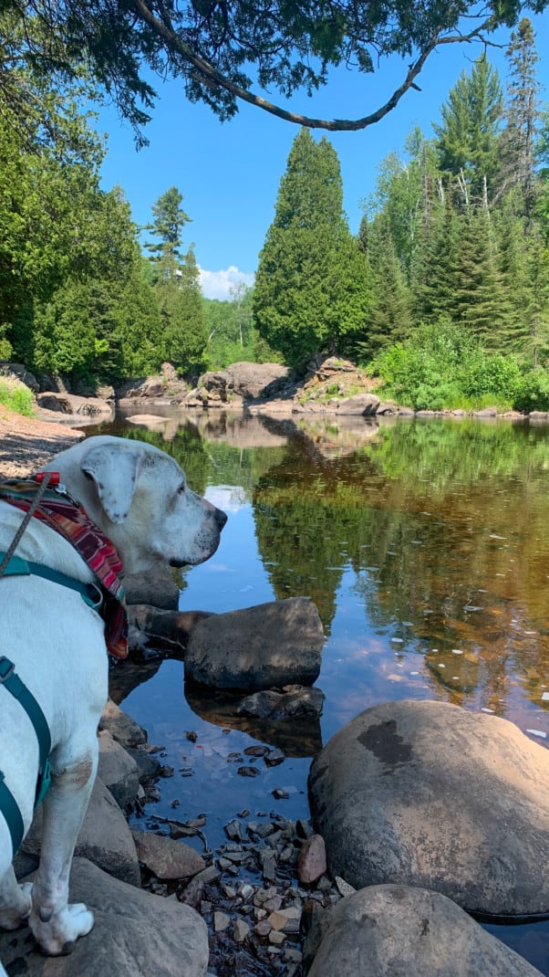 A white dog looking out over a river with pines trees in the background at Tettegouche State Park on the North Shore in Minnesota