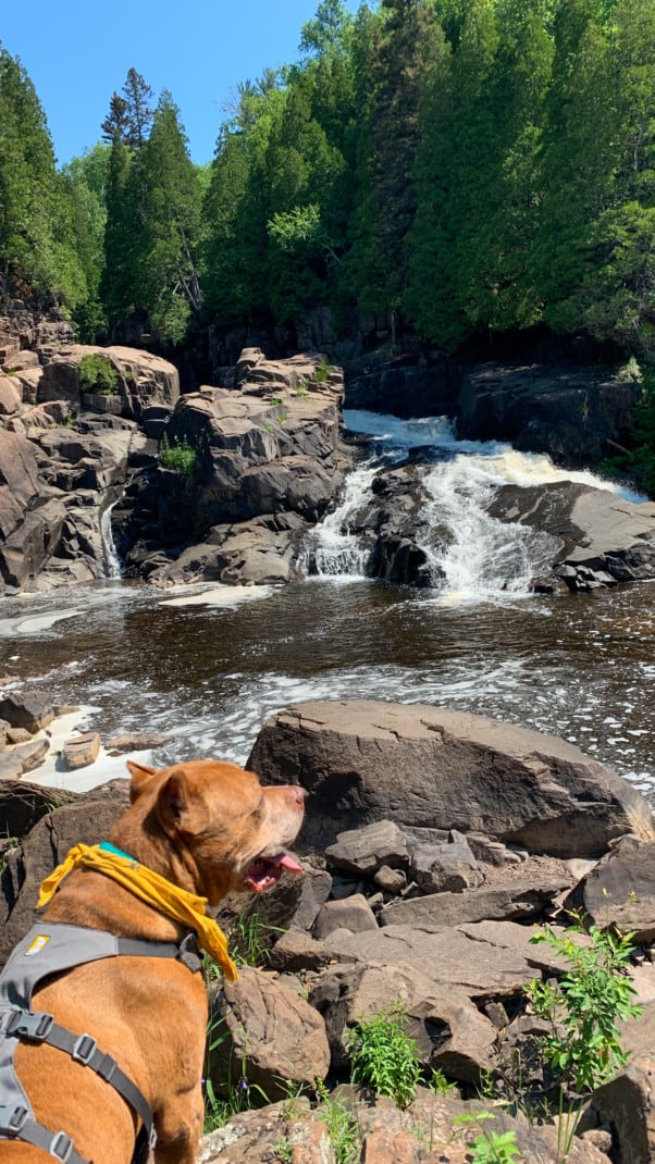 A brown dog in front of a waterfall with pine trees in the background at Tettegouche State Park on the North Shore in Minnesota