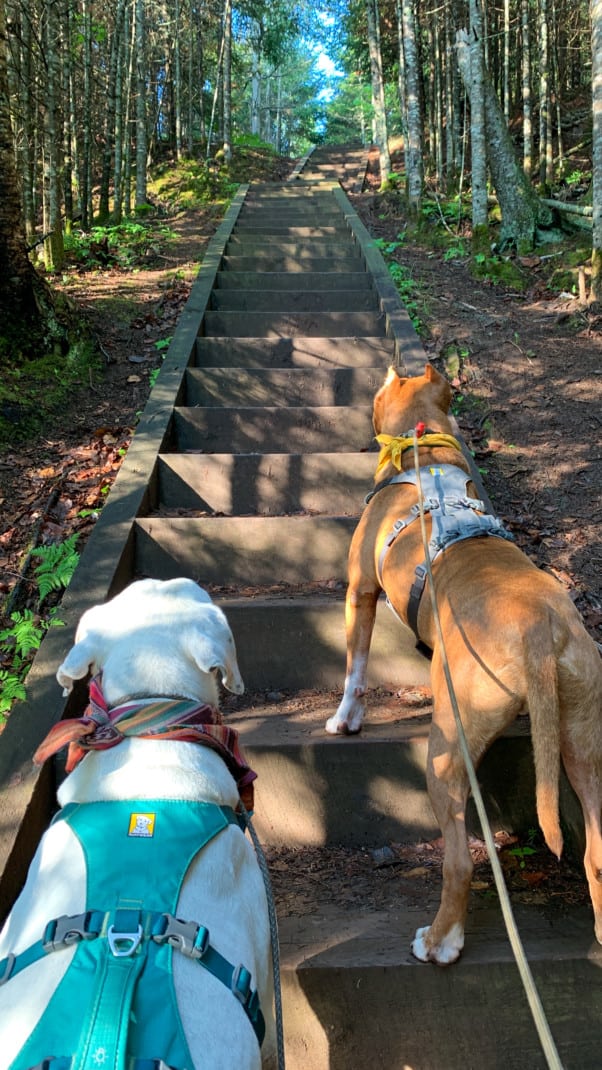 A white dog and a brown dog climbing wooden stairs in a pine forest at Tettegouche State Park on the North Shore in Minnesota