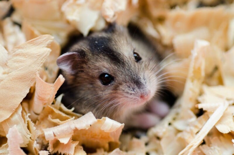 Gray hamster in wood shavings