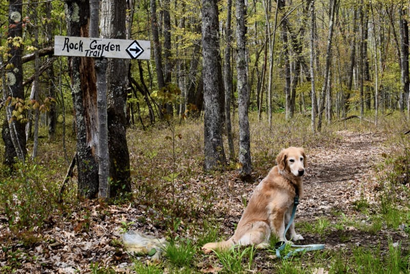 Hiking at pet friendly glamping site - Wild Yough