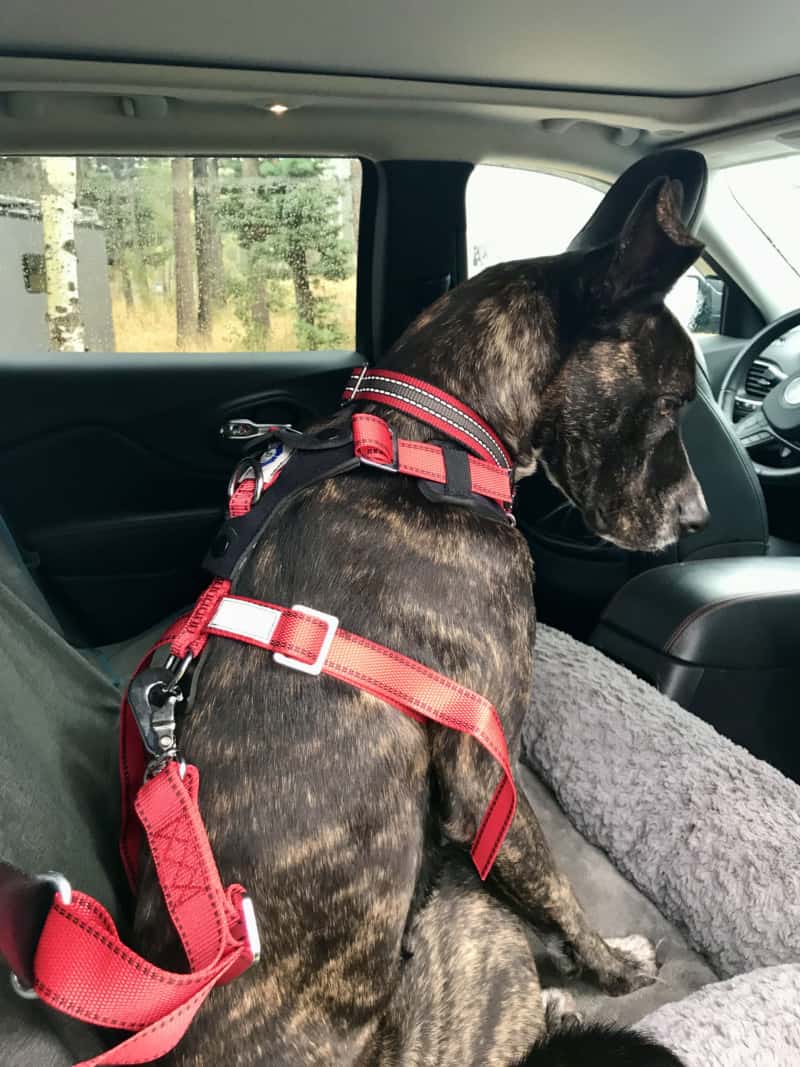 Brindle dog buckled up in the car in the AllSafe crash-tested dog harness