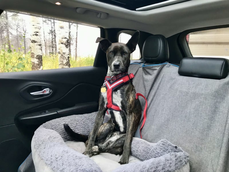 Brindle dog buckled up in the car in the AllSafe crash-tested dog harness 