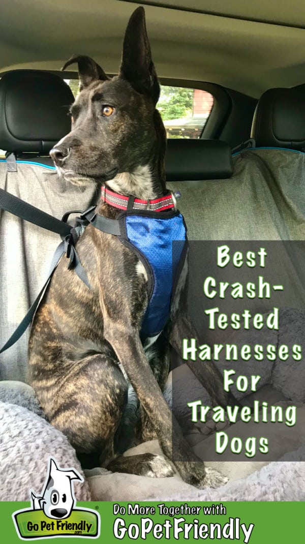 Brindle dog in the car secured in a crash-tested dog harness