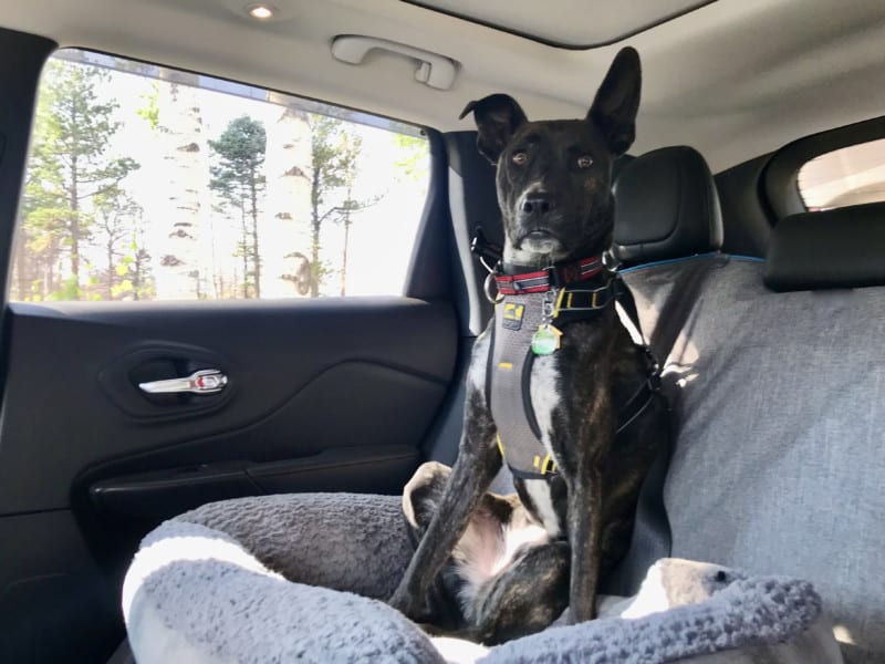 Brindle dog buckled up in the car in a crash-tested dog harness from Kurgo