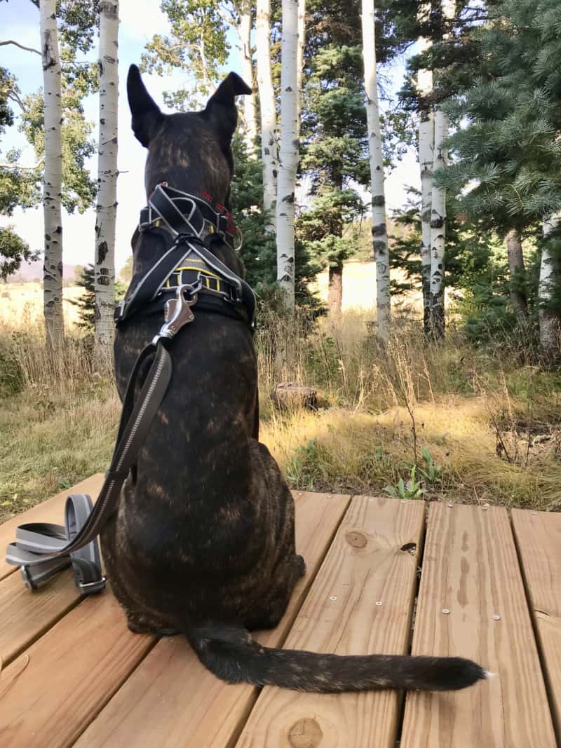 Brindle dog sitting outdoors in the Kurgo Impact crash-tested dog harness 