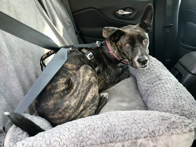 The 10 Best Dog Car Seats and Harnesses for Safe Travels