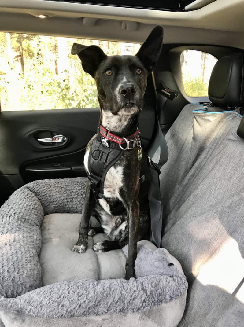 Brindle dog buckled up in the car in a crash-tested dog harness from Kurgo