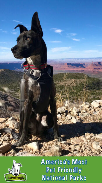 Brindle dog at a national park with red rock formations in the background