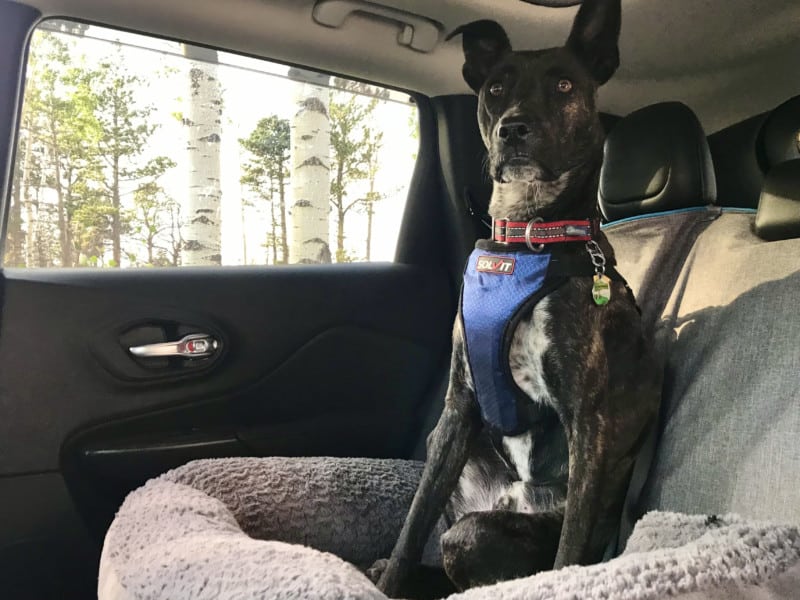 Brindle dog buckled up in the car in a crash-tested dog harness from PetSafe