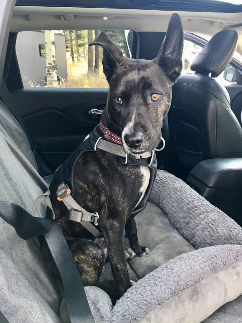 Buckle Up! Best Dog Seat Belts for Driving With Your Dog