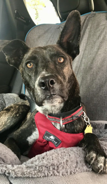 Brindle dog in a car buckled in with a red Sleepypod crash-tested harness