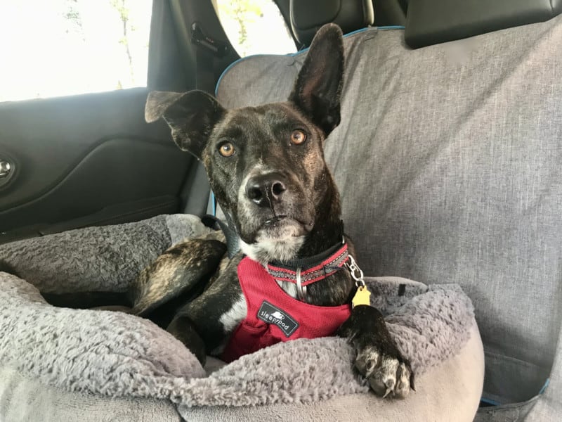 A brindle dog in a car with a red crash-tested sleepypod harness