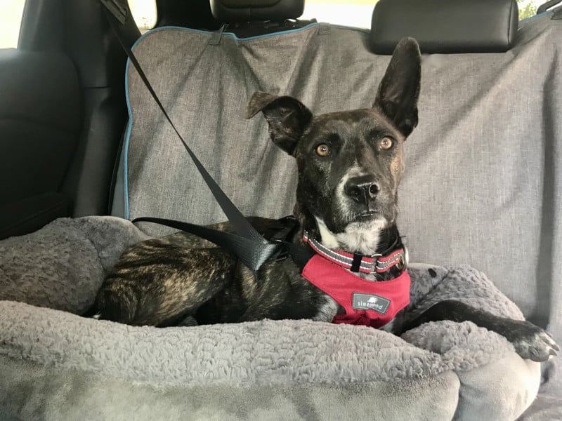Brindle dog in a car buckled in with a red Sleepypod crash-tested harness