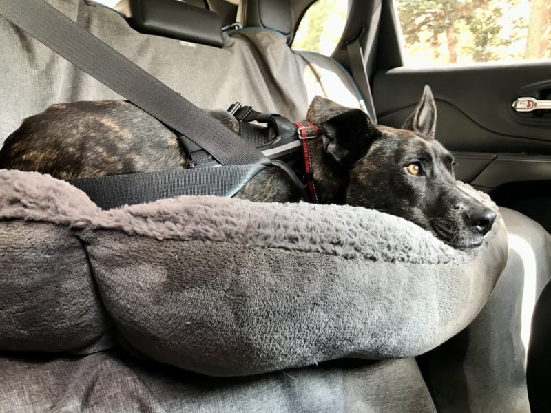 Buckle Up! Best Dog Seat Belts for Driving With Your Dog