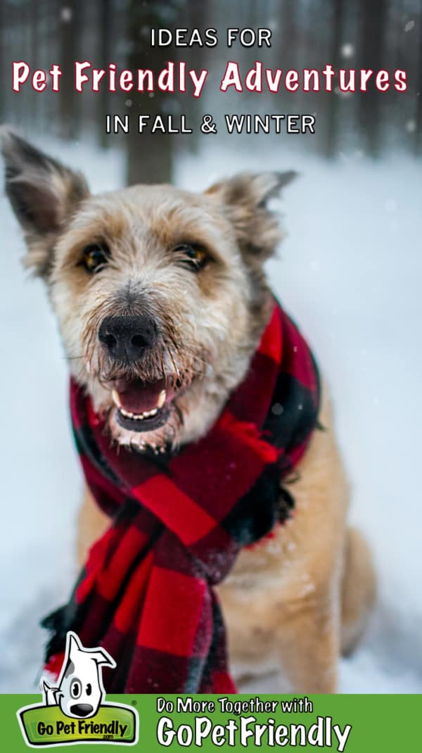 Smiling dog in a red scarf playing in the snow