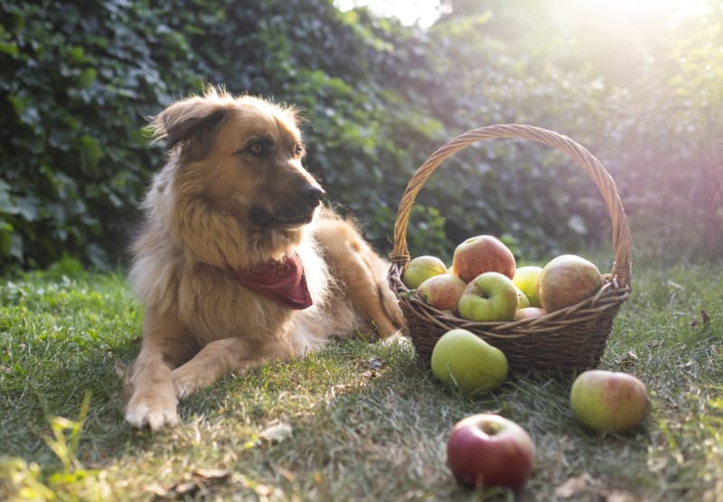 Cute dog in a red bandana on a pet friendly adventure to an orchard laying beside a basket of apples