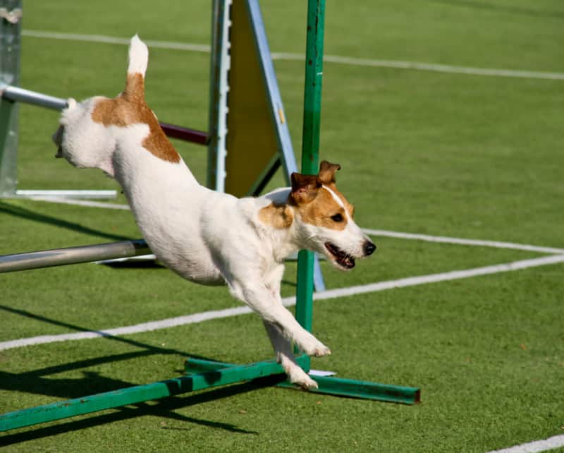 Happy dog running on agility course