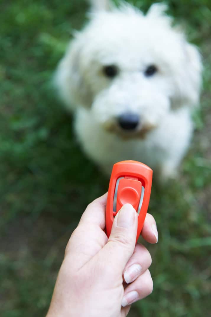 Dogs train pet owners using Clicker