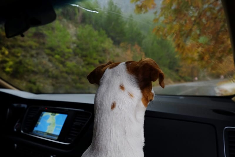 Cute young Jack Russel terrier pup with folded ears inside the car looking outside the window at autumnal view with yellow leaves on the trees. 