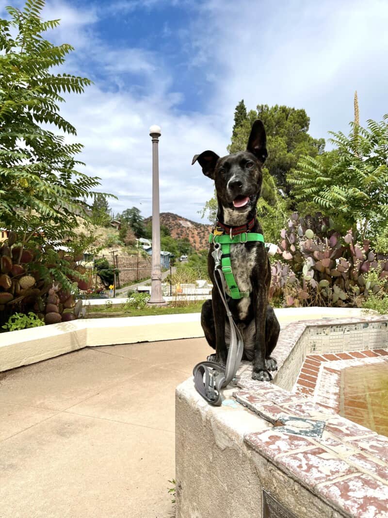 Brindle dog in a green harness in Bisbee, Arizona where scorpions are common