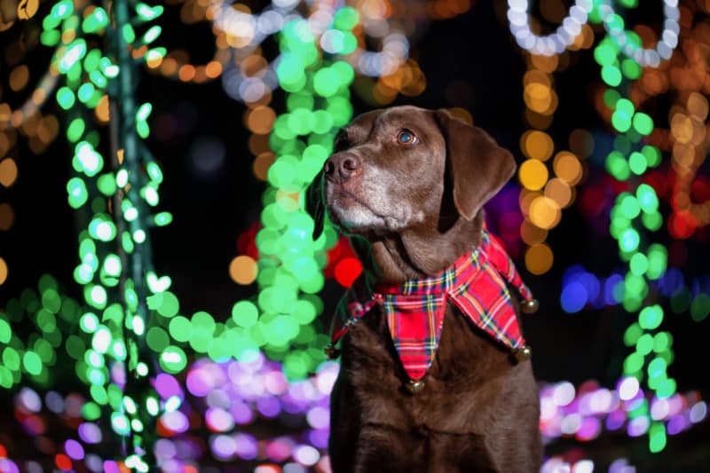 Labrador Retriever puppy dressed in Christmas theme with holiday lights in the background.