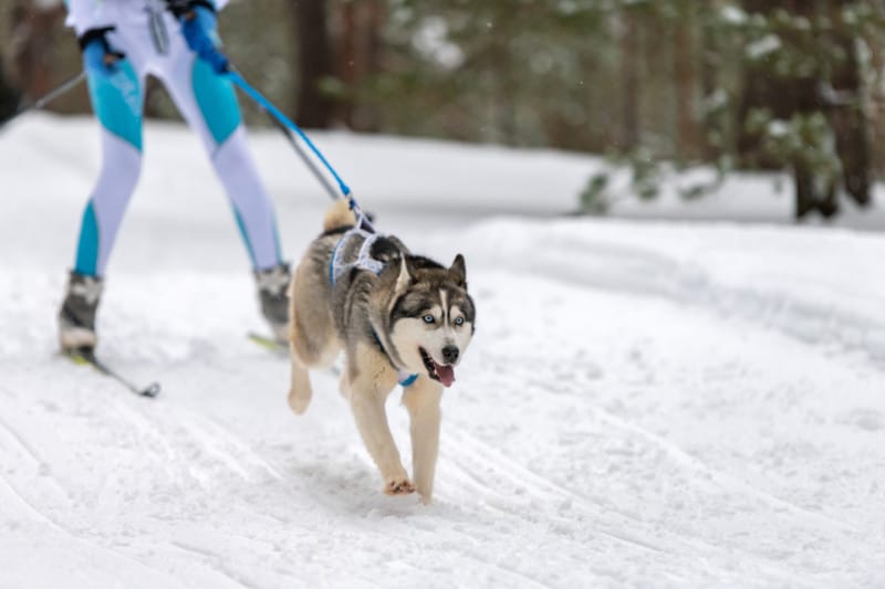 Husky in a harness pulling a skier while skijoring in the snow